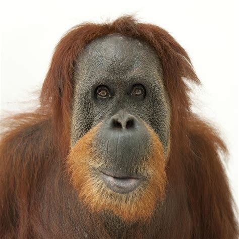 what is special about orangutans.